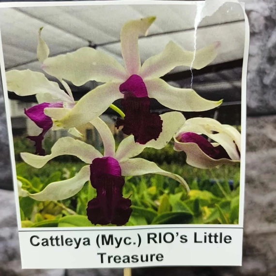 Cattleya (MYC) Rios Little Treasure