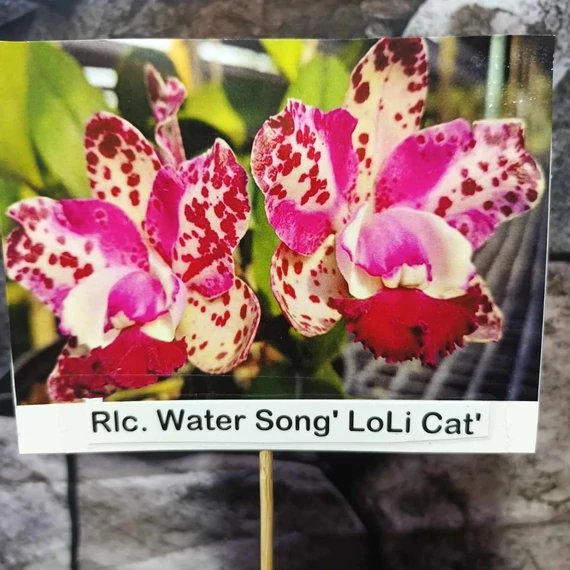 Rlc. Water Song 'Loli Cat'
