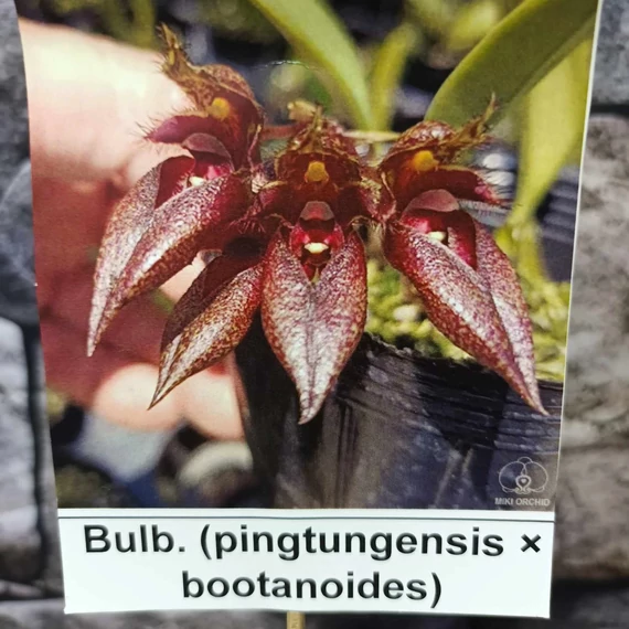 Bulbophyllum (pingtungensis x botanoides)