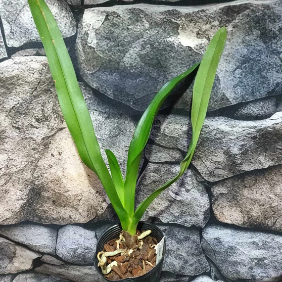 Angeum eburneum