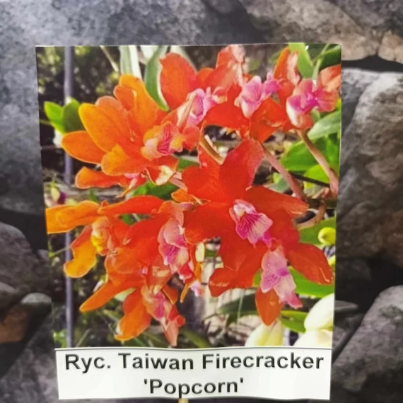 Ryc. Taiwan Firecracker 'Popcorn'
