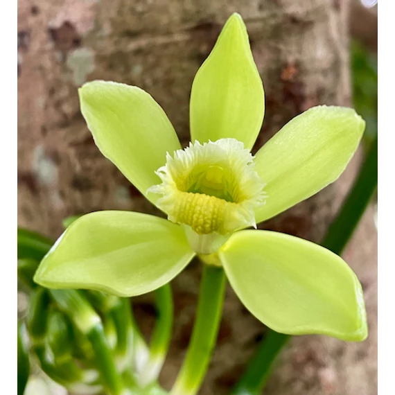 Vanilla Planifolia / Vanília orchidea