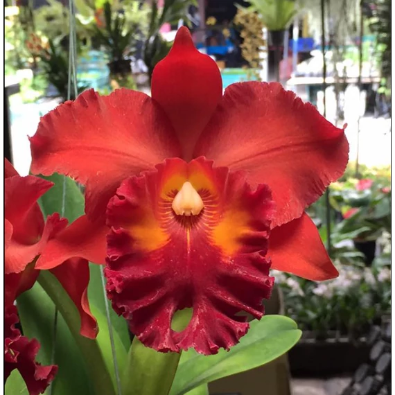 Cattleya "Siam Red"