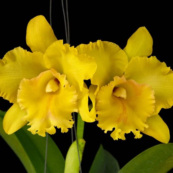Cattleya "Ploenpit Golden Delight" LEVIRÁGZOTT