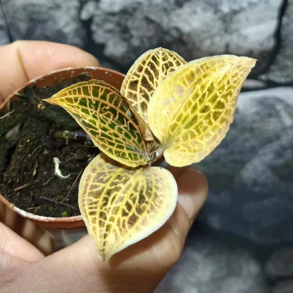 Macodes petola Topaz