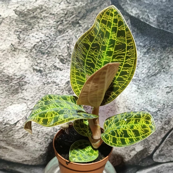 Macodes sanderiana