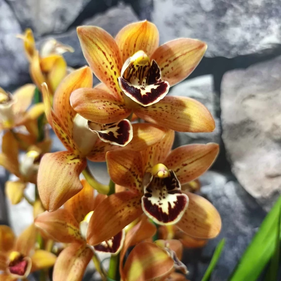 Cymbidium tégla vörös (3 virágszálas, levirágzott)