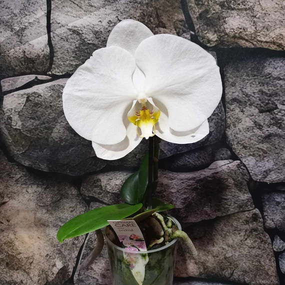 Phalaenopsis singolo Tosha, levirágzóban