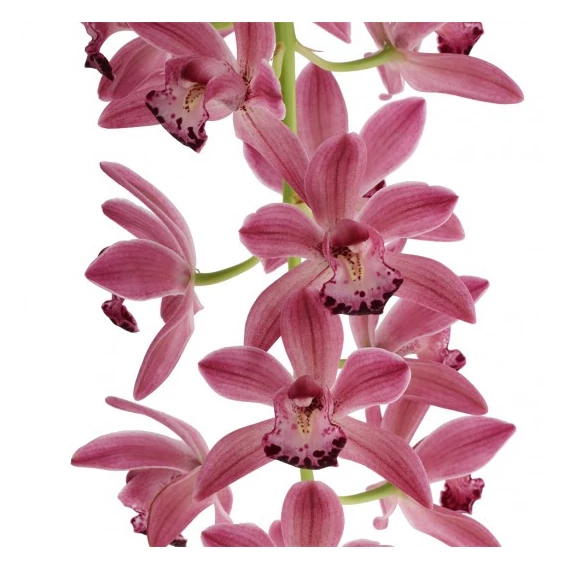 Cymbidium Anisa