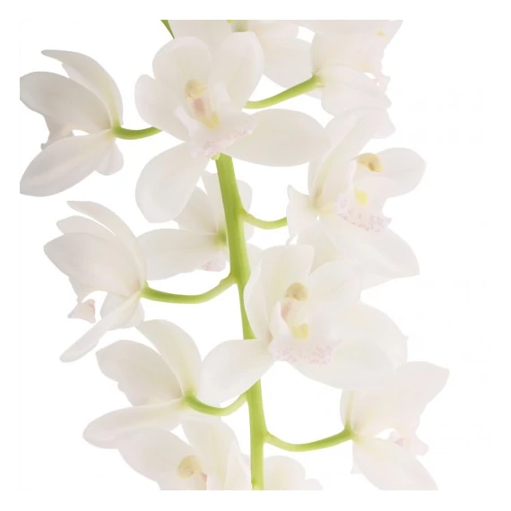 Cymbidium Ice cascade, 1-2 virágszálas