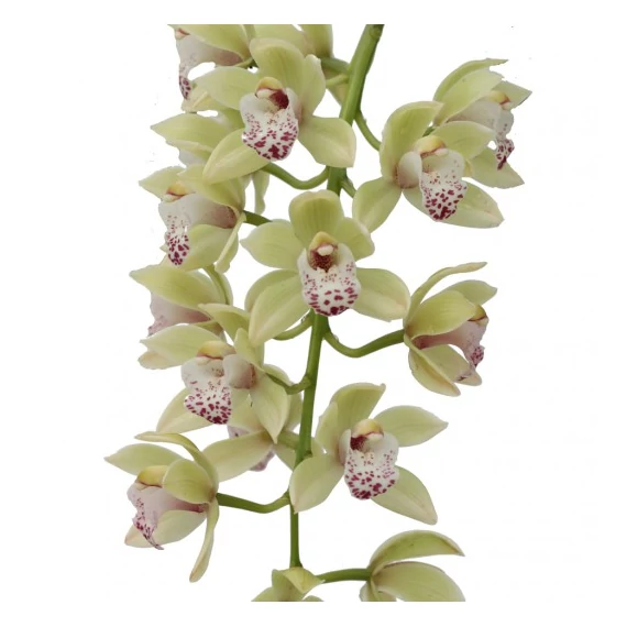 Cymbidium Harwin