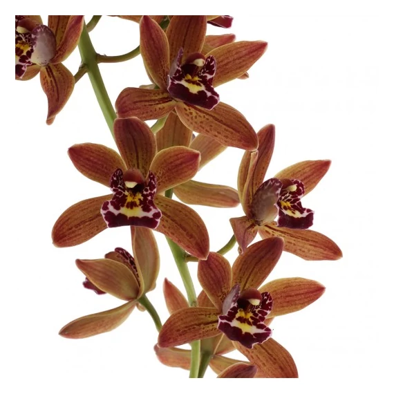 Cymbidium Indian Summer