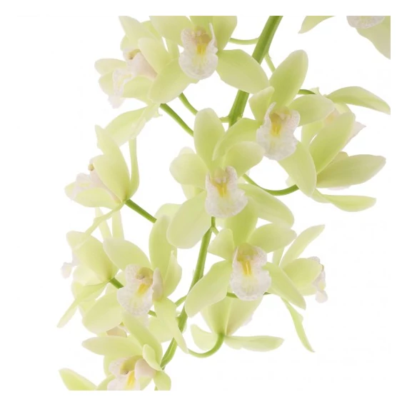Cymbidium Jennifer, 2-3 virágszál