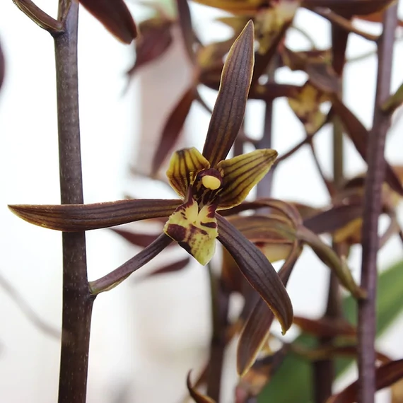 Cymbidium hossai 'shangchuan'