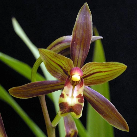 Cymbidium 'Mountain Claw'
