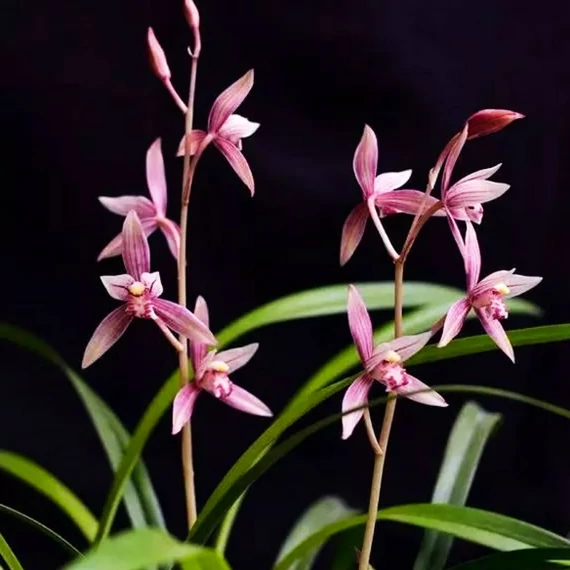 Cymbidium ensifolium 'Jade Flower'
