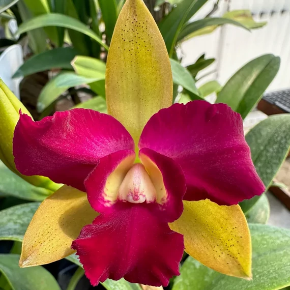Rth. Qing Ming Beauty