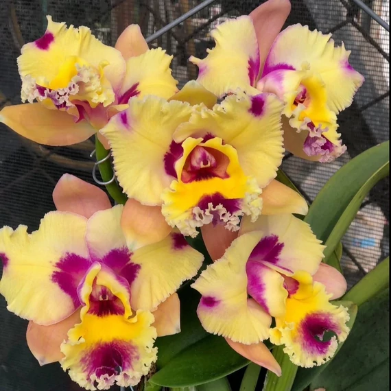 Rlc. Hsinying Fantasy x loddigesii