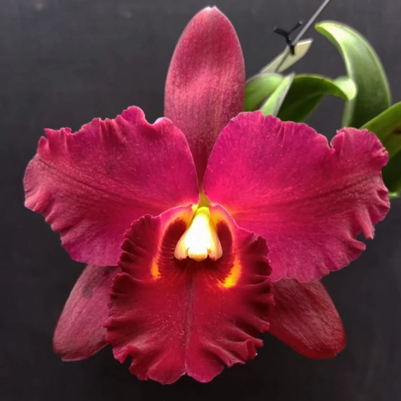 Rlc. Shinfong Beauty
