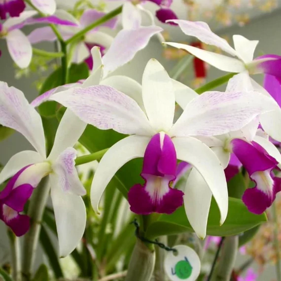 Cattleya Eldorado Semi-alba 'Caracas' x Cattleya violacea var. Coerulea