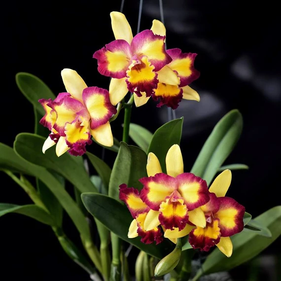 Rlc. Shin Shiang Diamond