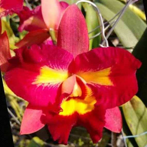 Rlc. Village Chief Flower
