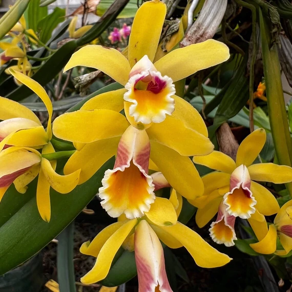 Cattleya luteola 'Quintal' 4N C. dowiana