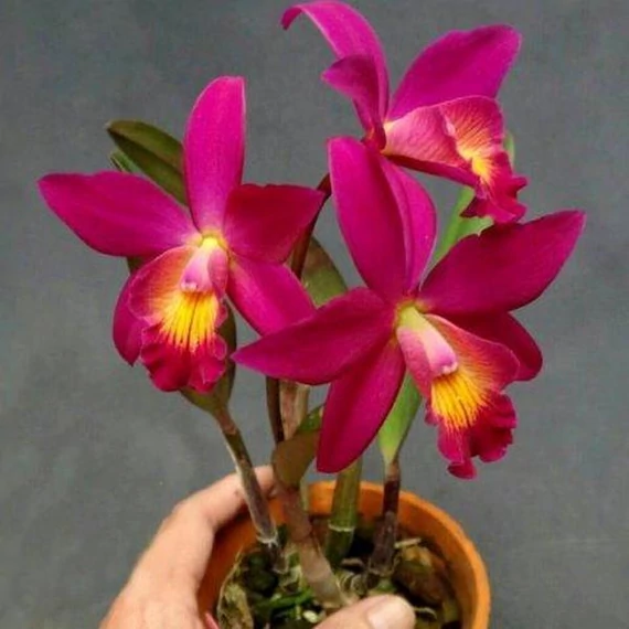 Cattleya (Button Top x Bc. Morning Glory) 'Little Jolie'