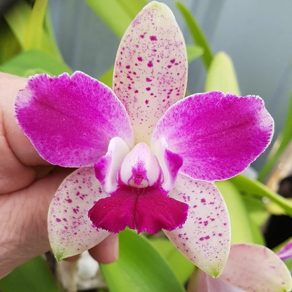 Cattleychea Jun Meng Leopard 'No.1'
