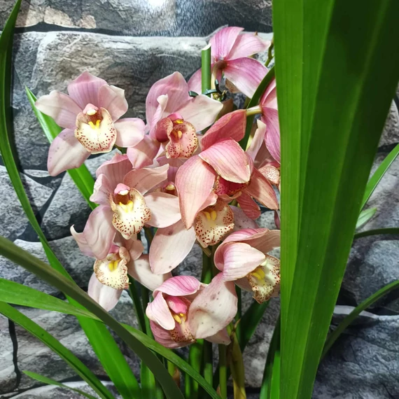 Cymbidium rózsaszín,  3 virágszálas
