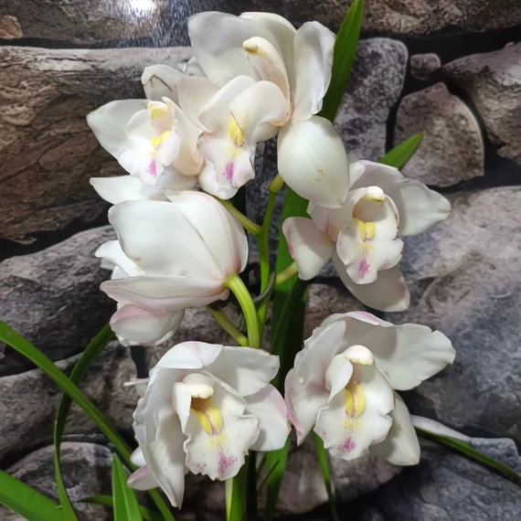Cymbidium fehér, 1 virágszálas