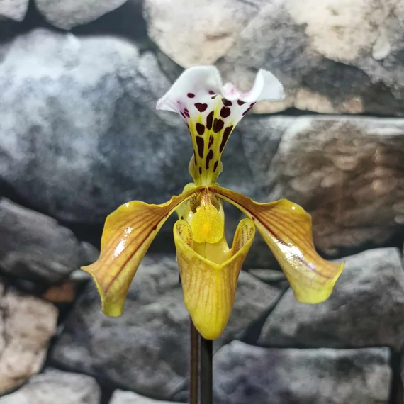 Paphiopedilum American hybrid, levirágzott