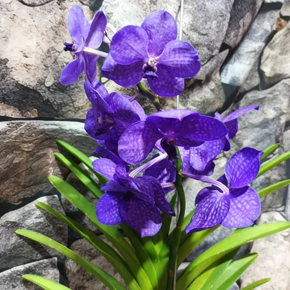 Vanda lila