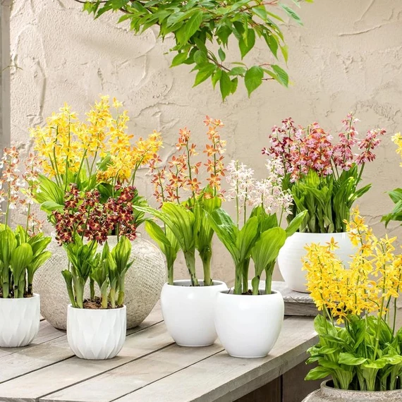 Calanthe télálló kerti orchidea mix