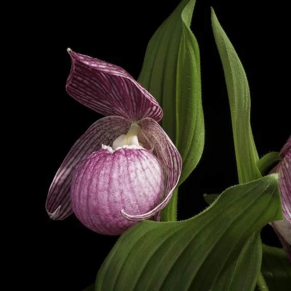 Cypripedium macranthos - télálló kerti orchidea