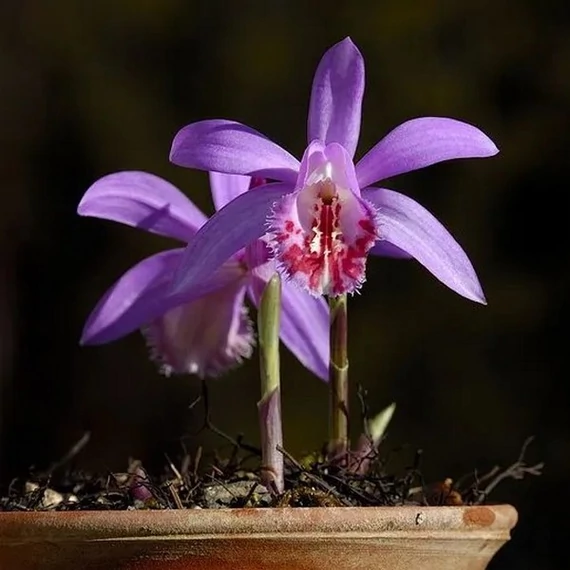 Pleione - télálló kerti orchidea