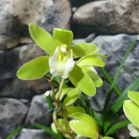 Cymbidium 'Wild Green' - 2-3 virágszálas, levirágzóban