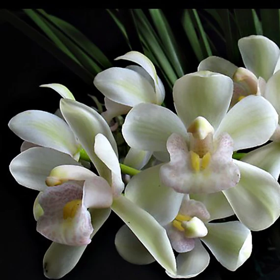 Cymbidium 'Ice Cascade' virág nélkül (Értékcsökkent)