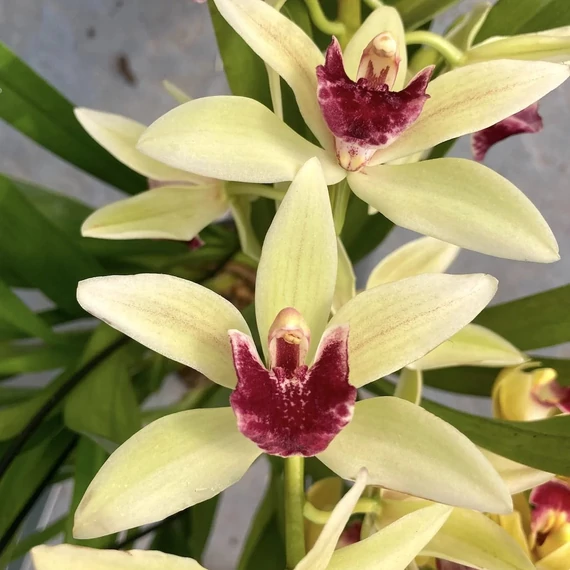 Cymbidium 'Jaina' virág nélkül (Értékcsökkent)