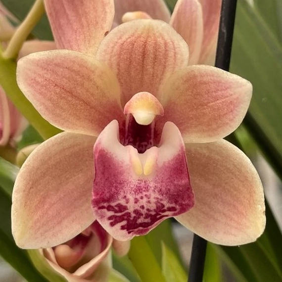 Cymbidium Springwind, virág nélkül (Értékcsökkent)