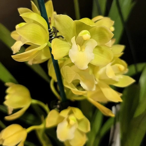 Cymbidium 'Wyne' virág nélkül (Értékcsökkent)