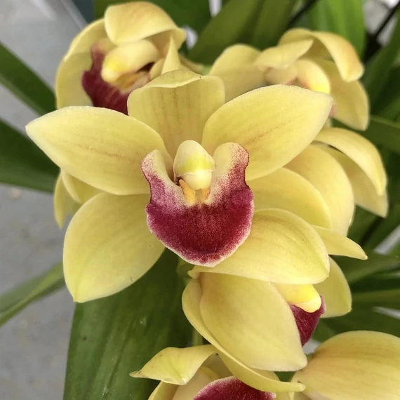 Cymbidium 'Winn' virág nélkül