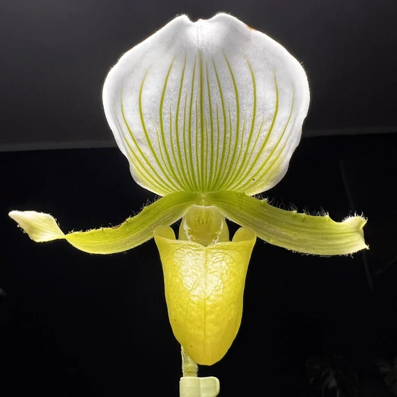Paphiopedilum 'Maudiae Femma' levirágzó