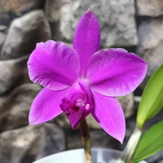 Cattleya orchidea