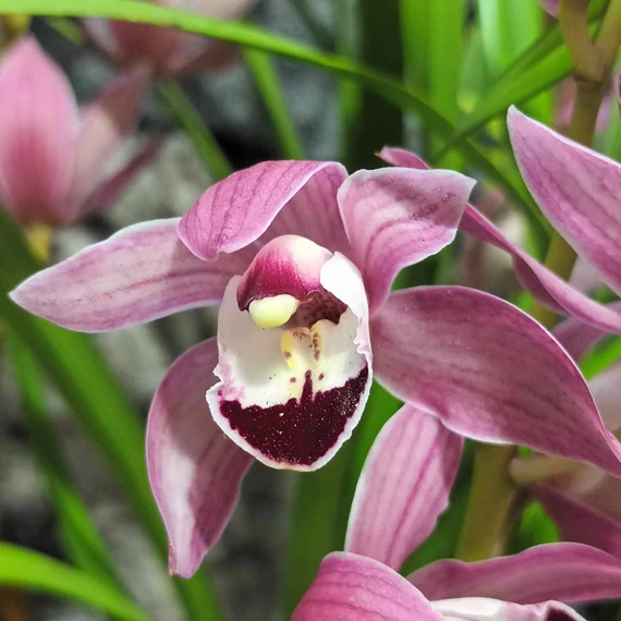 Cymbidium 'Red Arrow' levirágzott