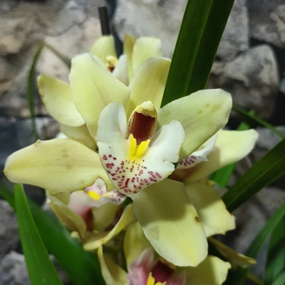 Cymbidium krém színben, levirágzott (Értékcsökkent)