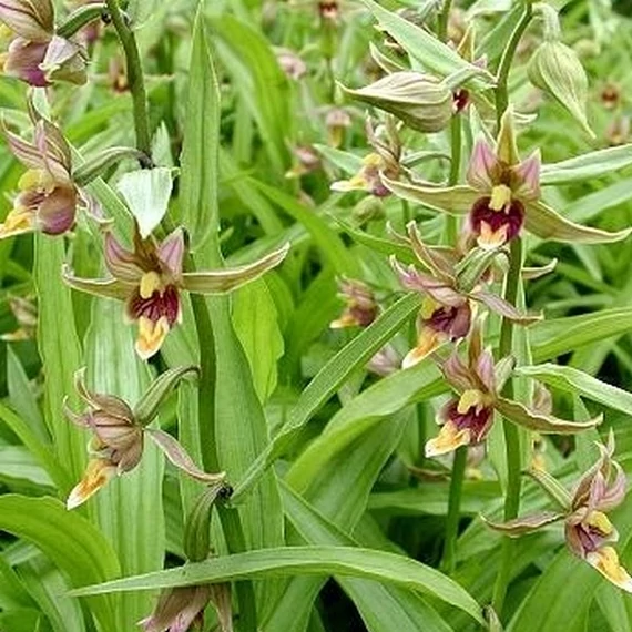 Epipactis - kerti télállló orchidea