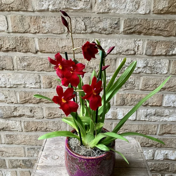 Cambria 'Nelly Isler'