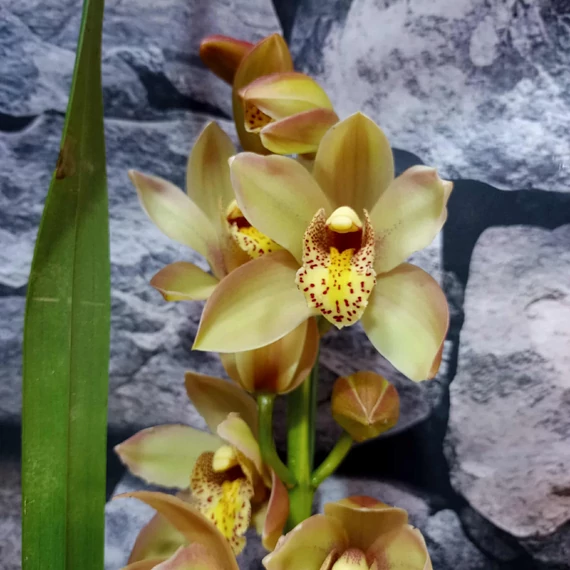 Cymbidium 'Pink Summer'