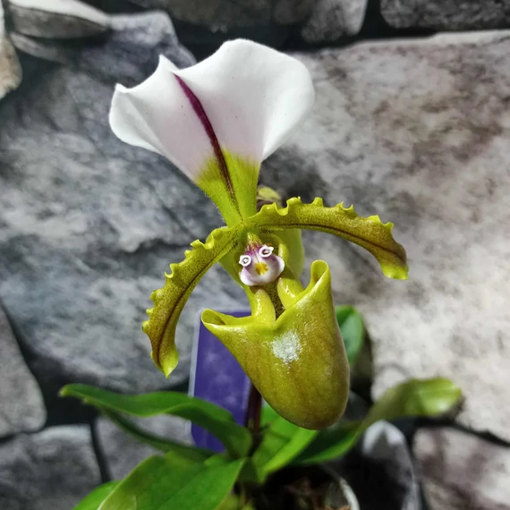 Paphiopedilum